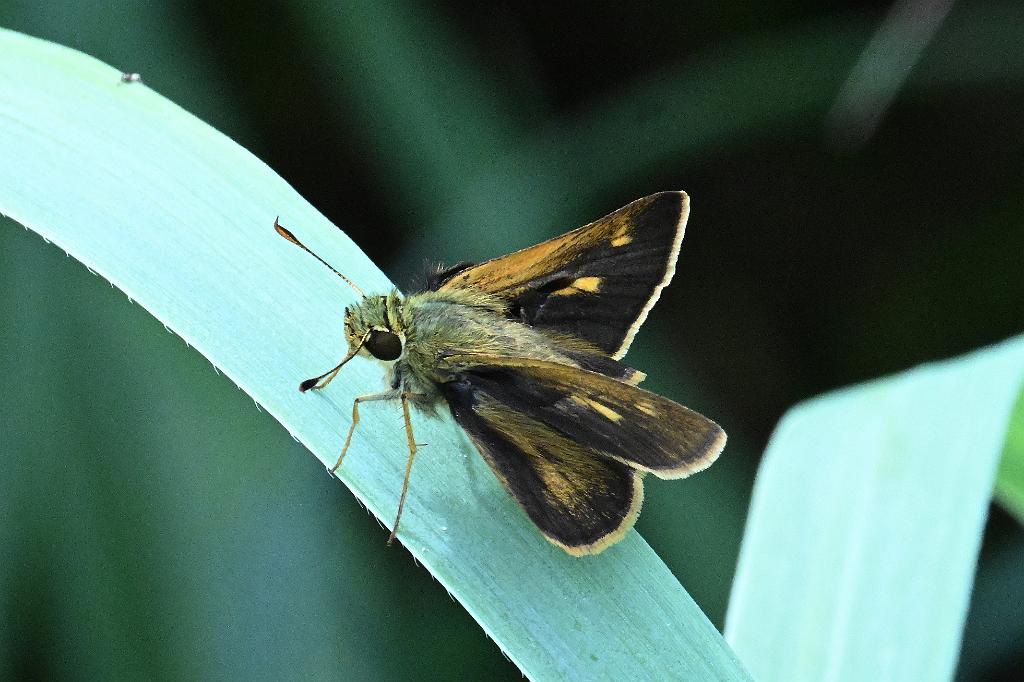 2025-07119531 Tower Hill Botanic Garden, MA.JPG - Tawny-edged Skipper Butterfly (Polites themistocles). New England Botanic Garden at Tower Hill, MA, 7-11-2025